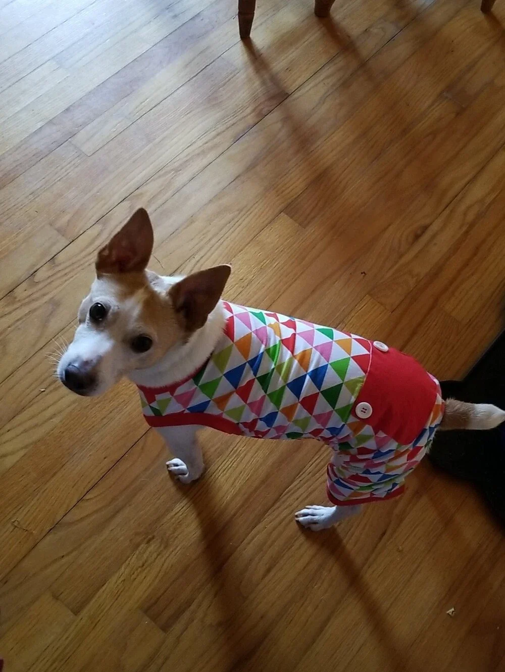 Colorful Dog Pajamas